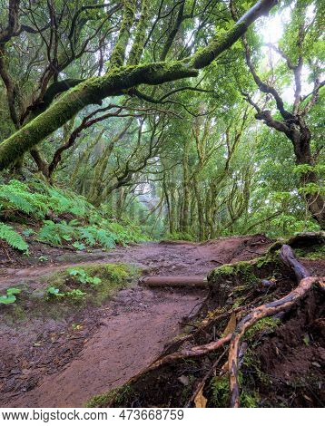 Beautiful Green Enchanted Forest. Ancient Woods. Magical Teal Rain Forest.