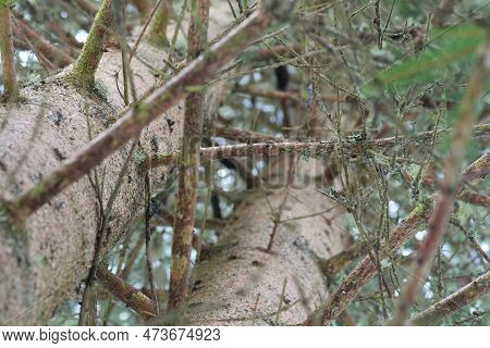 Looking Up A Spruce Tree Trunk Through Branches With Green Lichen. Forestry, Environment And Sustain