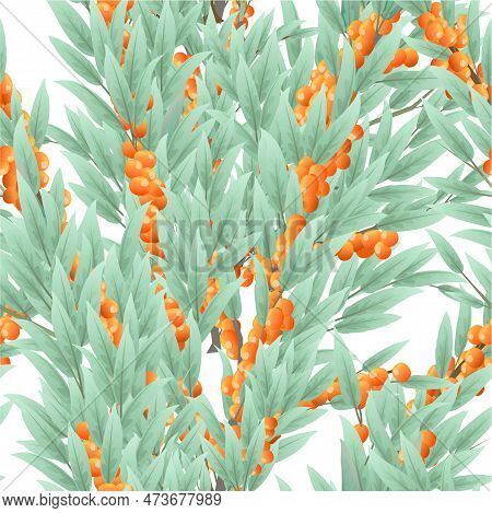 Branches Of Overgrown Sea Buckthorn With Ripe Fruits. Garden Plant With Edible Crop. Seamless Compos