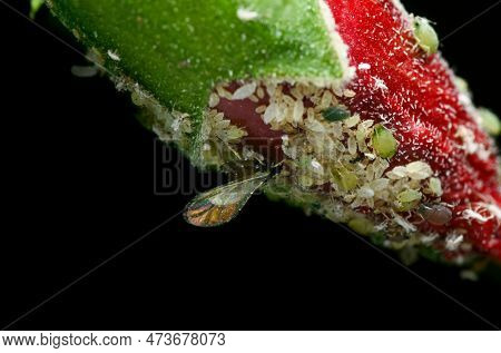 Hibiscus Bud Covered By Aphids Which Are Sucking Pest Of Plant. They Suck The Cell Sap From Plant Pa