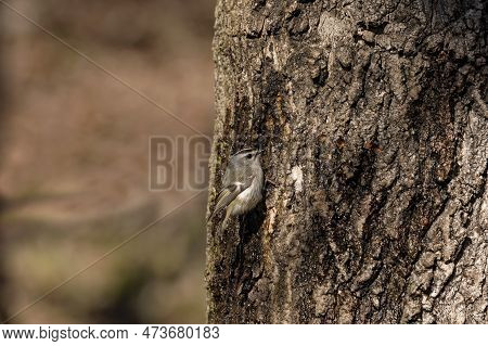 The Ruby-crowned Kinglet (corthylio Calendula). In The Spring, Woodpeckers Make Holes In A Tree From
