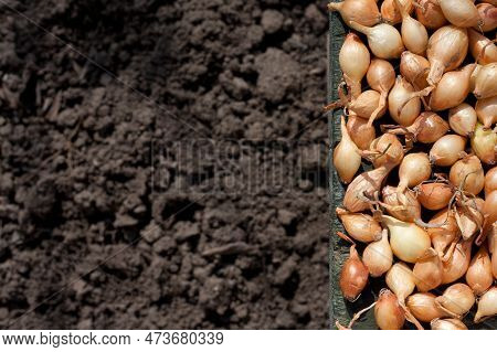 Growing Onion Seeds. Small Heads Of Onions On Background Of Soil. Spring, Time Of Planting Vegetable