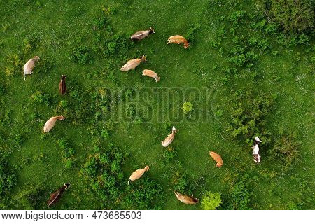 Aerial Drone View Of Free Grazing Cows On A Natural Pastureland In A Europe. Dairy Farm. Growing Liv