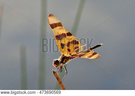 Halloween Pennant Dragonfly - Celithemis Eponina - Perched On Reed In Everglades National Park, Flor