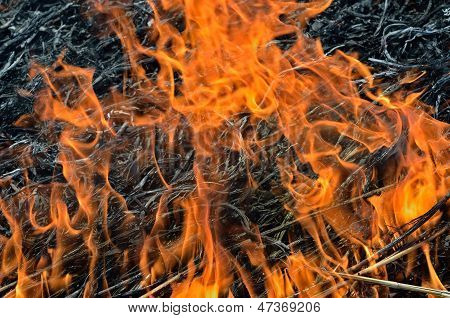 Plamen Brushfire