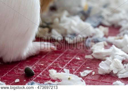 Selective Focus On Mammal Rodent Feces And Shredded Paper Bedding.