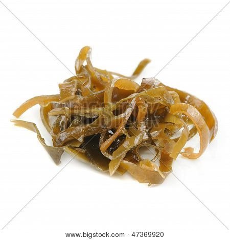 (Laminaria) Kelp alga elszigetelt fehér Background