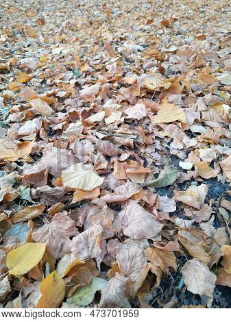Autumn Fallen Yellow Leaves On The Ground In The Park Close-up. Yellow Foliage. Autumn Leaves On The