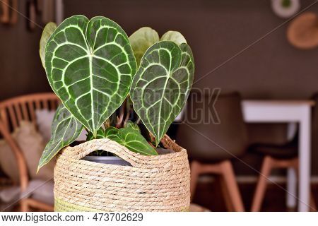 Exotic 'anthurium Clarinervium' ´(botanic Name) Houseplant With White Lace Pattern Veins On Leaves