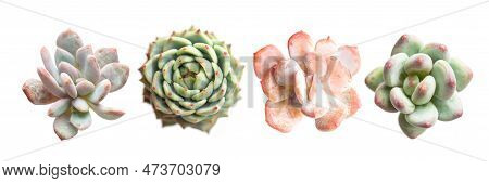 Floral Set Of Succulent. Echeveria And Pachyphytum Flower Rosette Isolated On White