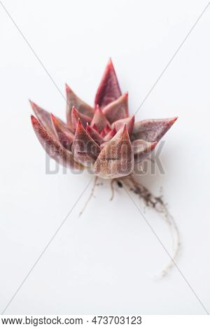 Succulent Flower On White. Red Echeveria Shaikh Plant Rosette With Root On White Background