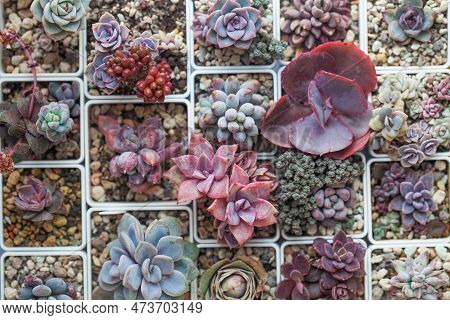 Colorful Succulent Flower Rosette Background. Echeveria, Pachyphytum, Sedum, Crassula And Greenovia 