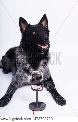 Beatiful Mudi Dog Singing Into A Microphone In Studio Ehite Background