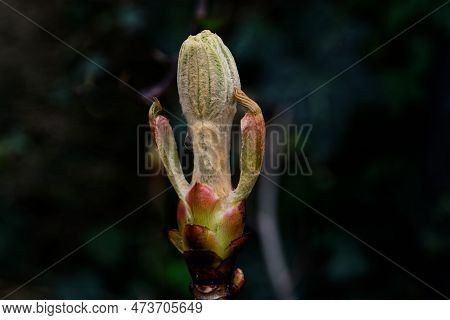 Close Up Of Opening Bud Of A Horse Chestnut In Spring Against Blurred Dark Background