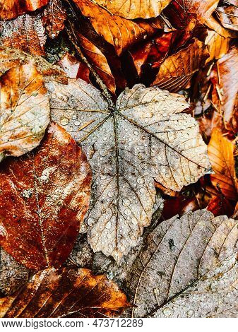 Drops On A Leaf In The Center Among Golden Leaves