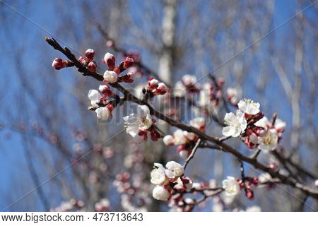 Closed Buds And White Flowers Of Apricot Tree Against Blue Sky In March