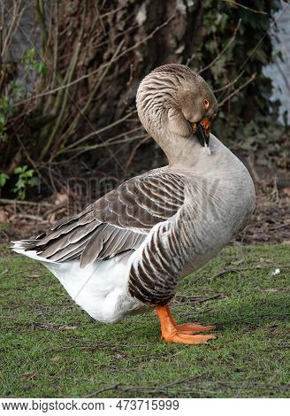 A Domesticated Descendant Of The Greylag Goose Grooms Itself. It Is A Toulouse Goose With Dewlap.