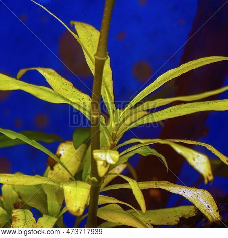 Hygrophila Angustifolia In A Freshwater Aquarium. Soft Focus. Selective Focus