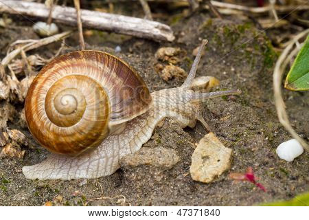 Snail