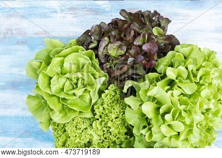 Group Of Hydroponic Vegetables On Blue Wooden Background. Green Butter Head, Red Oak, Green Oak, Gre
