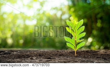 Planting Seedlings Young Plant In The Morning Light On Nature Background