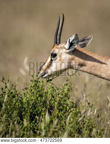 Chinkara Or Indian Gazelle Or Gazella Bennettii An Antelope Portrait Grazing Green Leaves From Plant