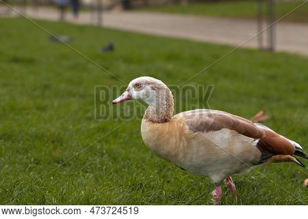 Picture Of An Egyptian Goose Eating And Standing In Cologne, Germany. Egyptian Goose Is A Member Of 