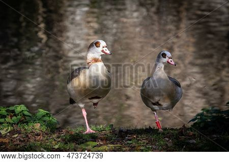 Picture Of An Egyptian Goose Standing On One Leg In Maastricht, Netherlands. Egyptian Goose Is A Mem