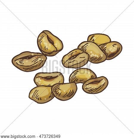 Sketch Of Toasted Corn Nut. Snack Food Vector Image. Hand Drawn Deep Fried Kernels For Seasoning. Ve