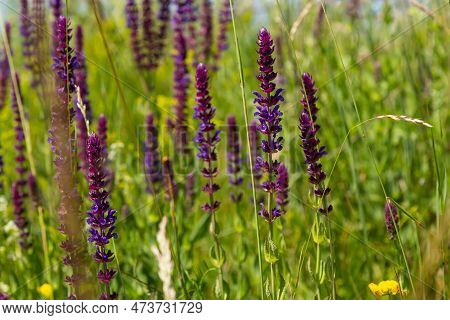 Macro Of Salvia Sage Blossoms As It Just Begins To Bloom. Salvia Deserta.