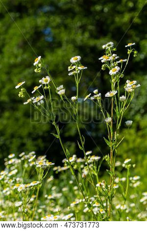 Annual Fleabane Erigeron Annuus, Daisy Fleabane Eastern Daisy Fleabane Herbaceous Plant With Closed 