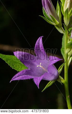 Close-up Of Flowering Nettle-leaved Bellflower On Dark Blurry Natural Background. Campanula Tracheli