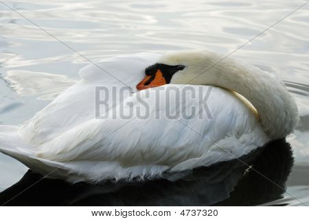 Swan
