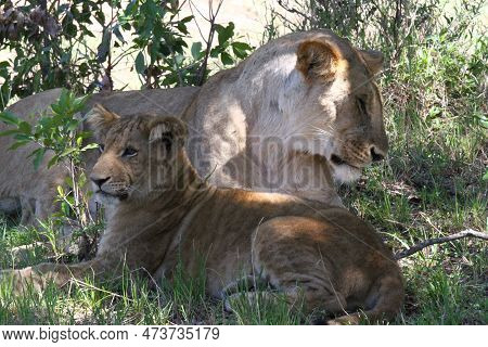 Mother Lioness With Her Grown-up Cub Resting In The Shade
