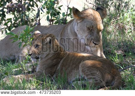 Mother Lioness With Her Grown-up Cub Resting In The Shade
