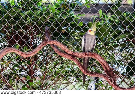 Cockatiel Portrait, Cute Curious Young Cinnamon Cockatiel Close Up. Yellow Cockatiel On A Branch.