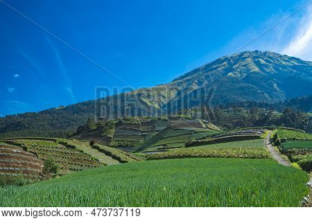 The Terraced Spring Onion Fields, Sukomakmur, Magelang, Indonesia