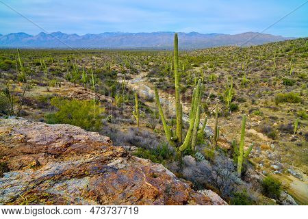 Saguaro Cactues Growing Above Monument Wash With View Of Tucson In The The Distance At Saguaro Natio