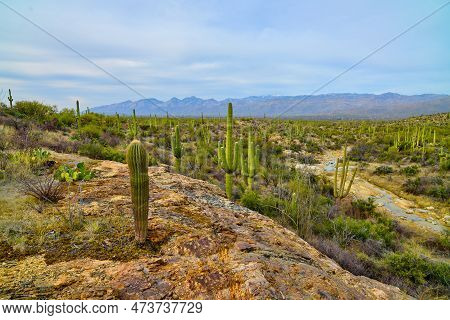 Young Saguaro Cactus Growing Out Of A Rocky Cliff With View Of Tucson In The The Distance At Saguaro