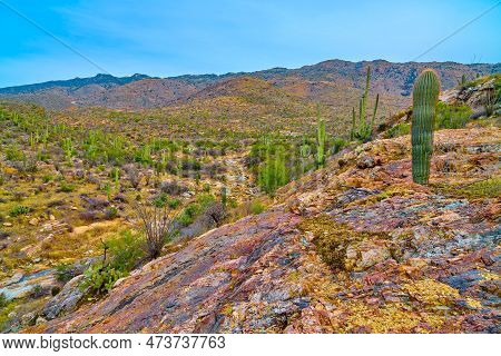 Young Saguaro Cactus Growing Out Of A Rocky Cliff With View Of Santa Catalina Mountains At Saguaro N