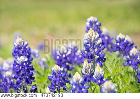 Texas Bluebonnet (lupinus Texensis) Flowers Blooming In Springtime. Selective Focus. Natural Green B