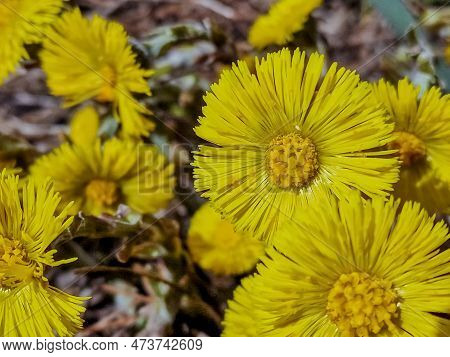 Spring Young Yellow Flowers Mother And Stepmother Close-up, Plant Natural Background With Copy Space