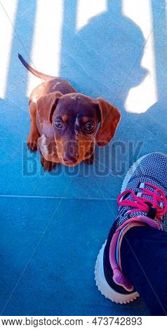 Dog Puppy Of The Brown Harlequin Daschund Breed Watching His Owner Sitting And Looking Forward To A 