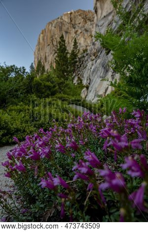 Sierra Beardtongue Blooms Along The Grand Canyon Of Tuolumne River In Yosemite