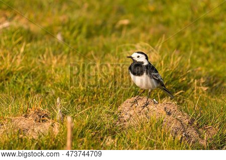 The White Wagtail In Natural Habitat. Small Passerine Bird In The Family Motacillidae. Yorkshire Dal