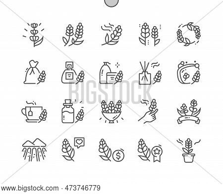 Lavender. Herbal Organic Plant. Buy, Price And Flower Reviews. Pixel Perfect Vector Thin Line Icons.