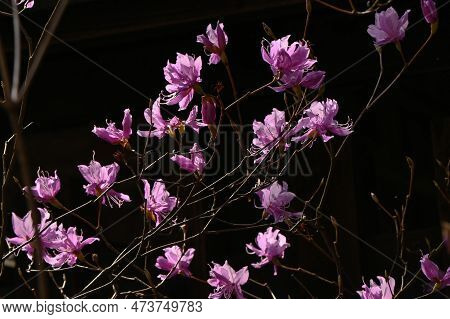 Rhododendron Dilatatum Flowers. In Japan It Is Called 'mitsuba Tsutsuji'. Ericaceae Deciduous Shrub.