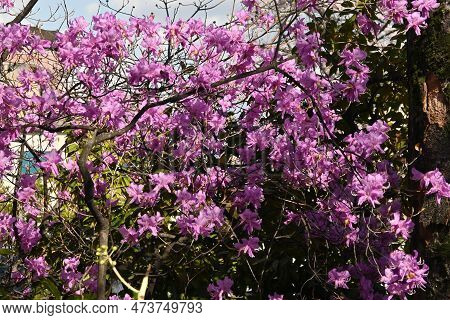 Rhododendron Dilatatum Flowers. In Japan It Is Called 'mitsuba Tsutsuji'. Ericaceae Deciduous Shrub.