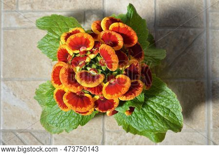 Top View Of Calceolaria Plant (slipper Flower)