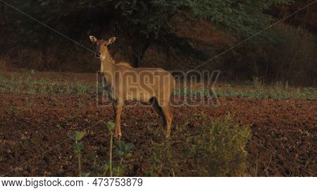Rajkot, Gujarat, India. March-29-2023. The Nilgai (boselaphus Tragocamelus) Is The Largest Antelope 